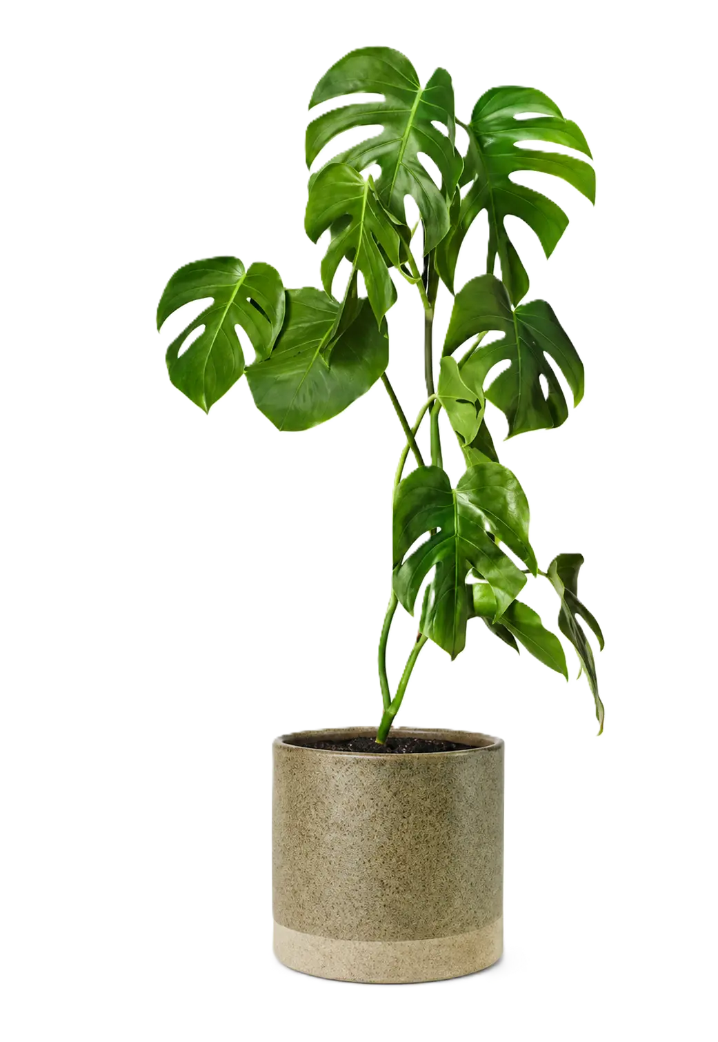 Decorative Leaf
